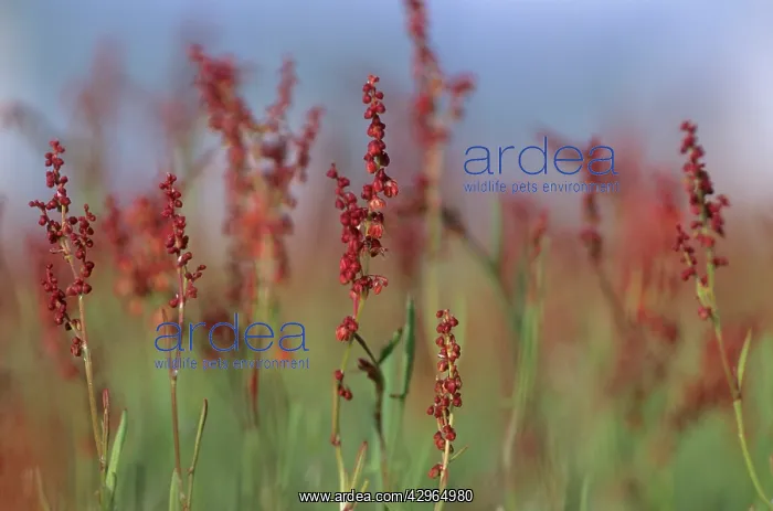 : Sheep's Sorrel : Sheep's Sorrel