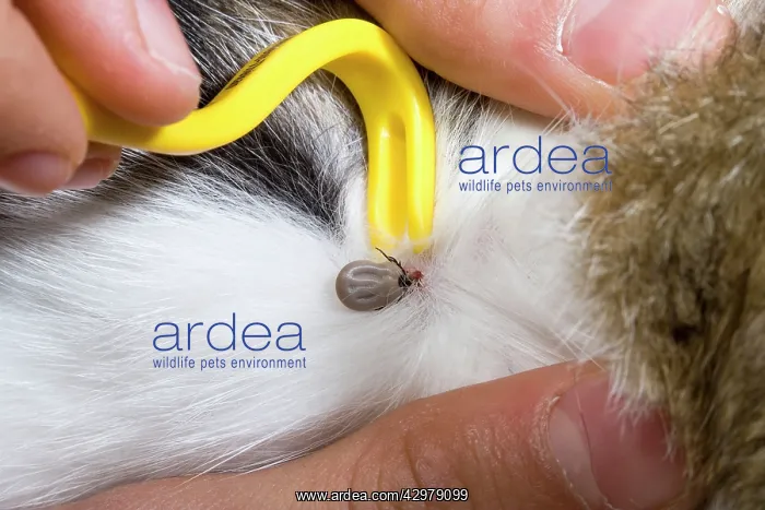 : Sheep's Tic : Sheep's Tic