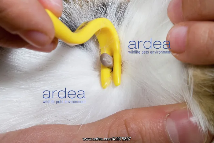  : Sheep's Tic - being removed with a hook