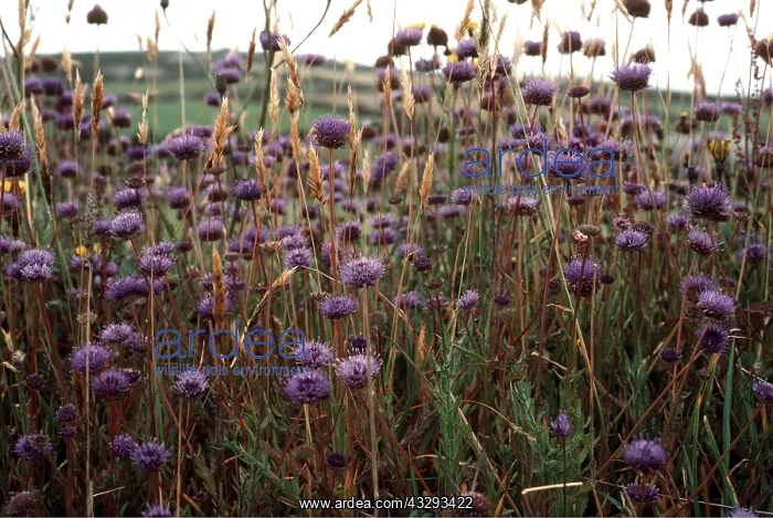 : Sheepsbill / Scabious Flowers : Sheepsbill / Scabious Flowers