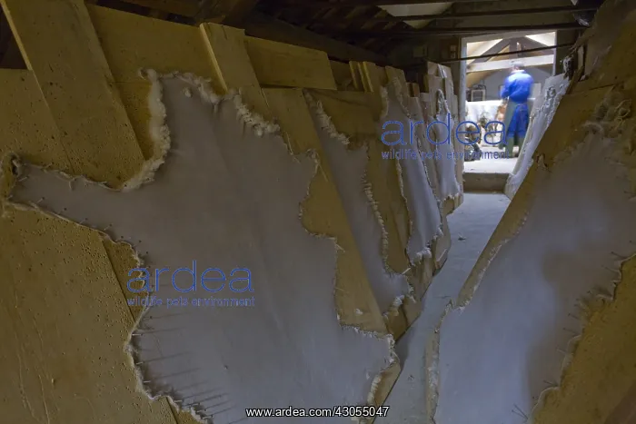  : Sheepskin Tannery Chartreuse Rougy France