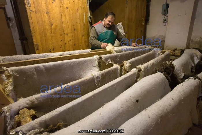 : Sheepskin Tannery Chartreuse Rougy France : Sheepskin Tannery Chartreuse Rougy France