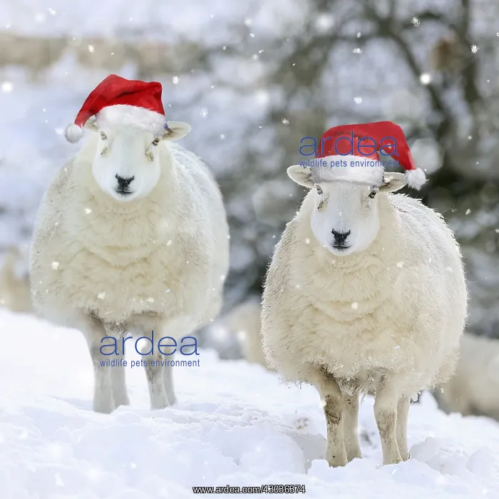  : SHEEP.Texel ewes in snow wearing Christmas hats
