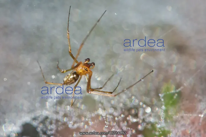 : Sheet Weaver (Linyphia triangularis), Emsland, Lower : Sheet Weaver (Linyphia triangularis), Emsland, Lower