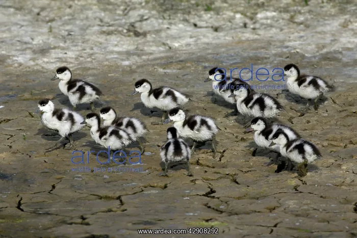 : Shelduck - 13 ducklings on seashore : Shelduck - 13 ducklings on seashore