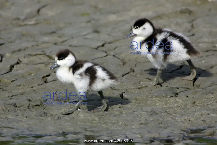 : Shelduck - 2 Ducklings on mudflats : Shelduck - 2 Ducklings on mudflats