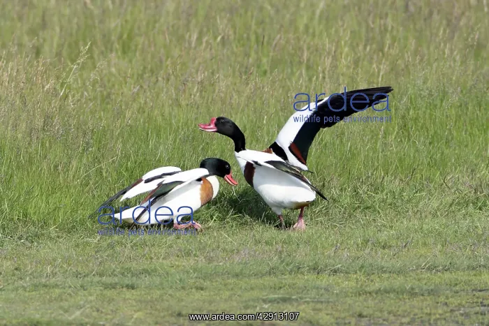 : Shelduck - 2 territorial males fighting : Shelduck - 2 territorial males fighting