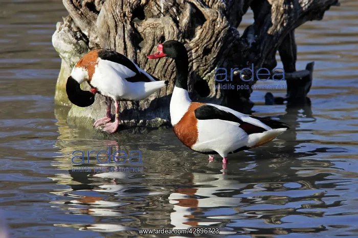 : Shelduck (Tadorna tadorna). Bouches du rhone, France : Shelduck (Tadorna tadorna). Bouches du rhone, France