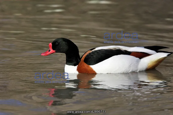 : Shelduck (Tadorna tadorna). Bouches du rhone, France : Shelduck (Tadorna tadorna). Bouches du rhone, France