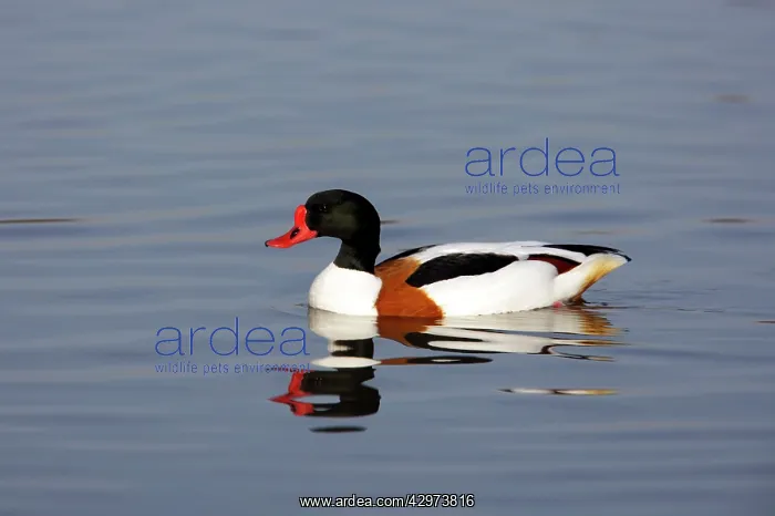 : Shelduck (Tadorna tadorna). Severn Valley - Gloucestershire - UK : Shelduck (Tadorna tadorna). Severn Valley - Gloucestershire - UK