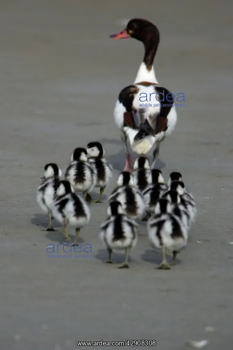 : Shelduck - Adult female with ducklings on mudflats : Shelduck - Adult female with ducklings on mudflats