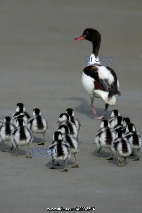 : Shelduck - Adult female with ducklings on mudflats : Shelduck - Adult female with ducklings on mudflats