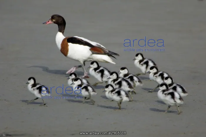 : Shelduck - Adult female with ducklings on mudflats : Shelduck - Adult female with ducklings on mudflats