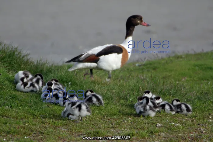 : Shelduck - Adult female watching over resting ducklings : Shelduck - Adult female watching over resting ducklings