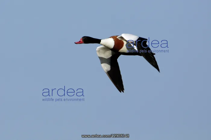 : Shelduck - Adult male in flight : Shelduck - Adult male in flight