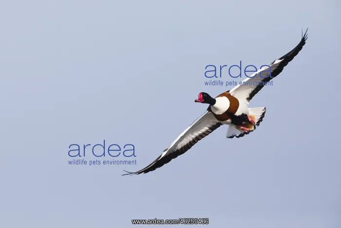 : Shelduck - adult male in flight, Island of Texel : Shelduck - adult male in flight, Island of Texel