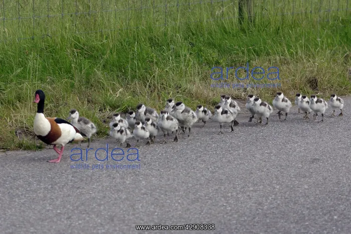 : Shelduck - Adult male leading ducklings along coast road : Shelduck - Adult male leading ducklings along coast road