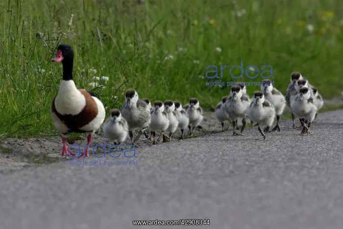 : Shelduck - Adult male leading ducklings along coast road : Shelduck - Adult male leading ducklings along coast road