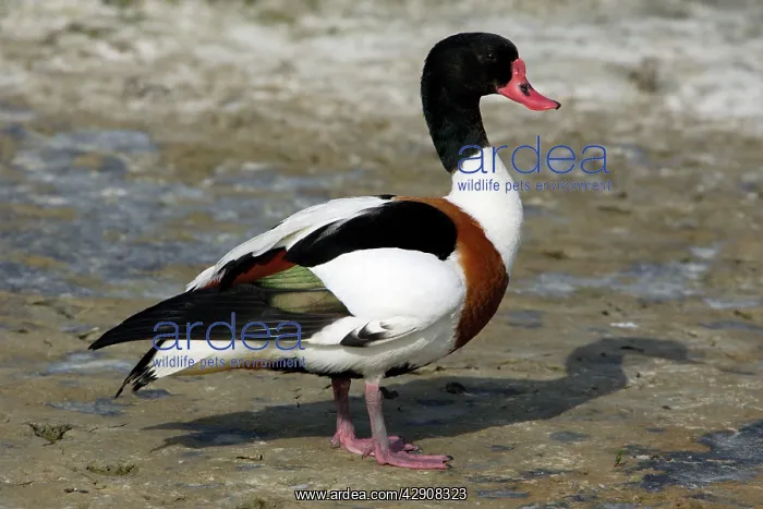 : Shelduck - Adult Male, resting. Side view : Shelduck - Adult Male, resting. Side view