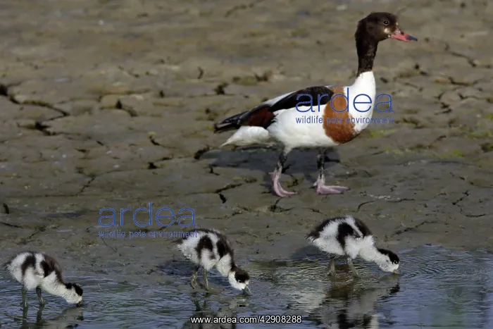 : Shelduck - Female with 3 ducklings, feeding : Shelduck - Female with 3 ducklings, feeding