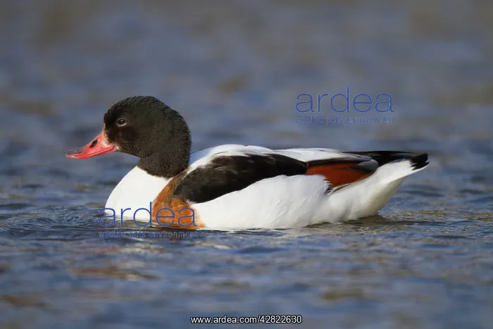 : Shelduck - female : Shelduck - female