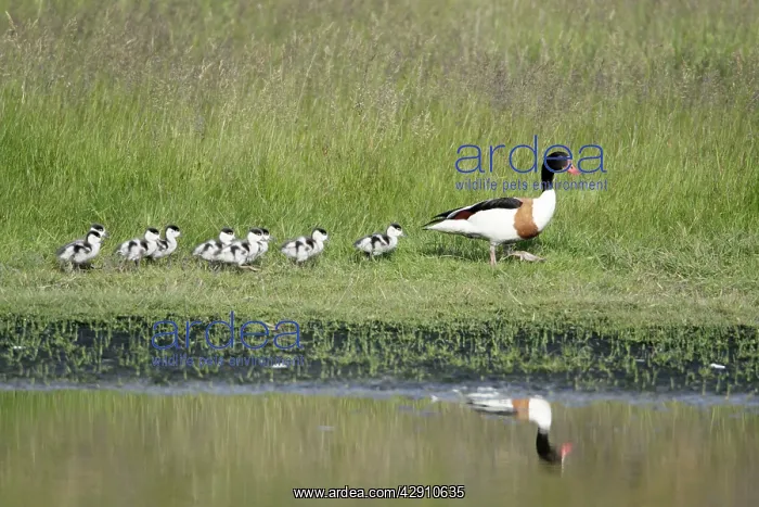 : Shelduck - female parent bird with ducklings : Shelduck - female parent bird with ducklings