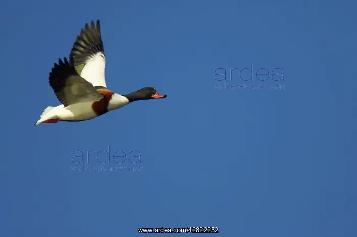 : Shelduck in flight : Shelduck in flight