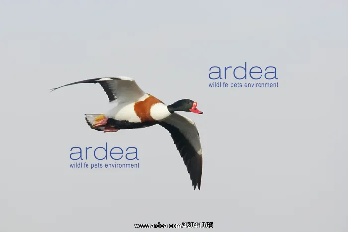 : Shelduck - in flight : Shelduck - in flight