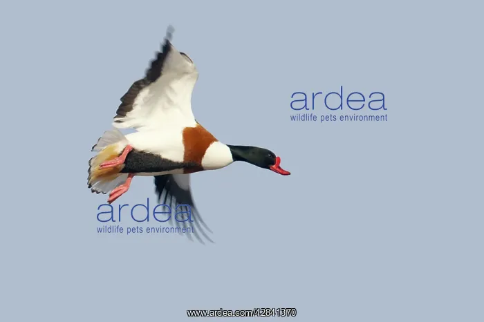 : Shelduck - in flight : Shelduck - in flight