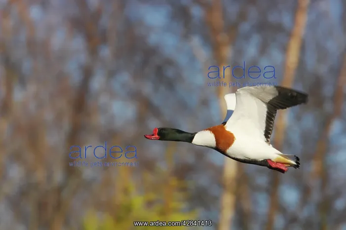 : Shelduck - in flight : Shelduck - in flight