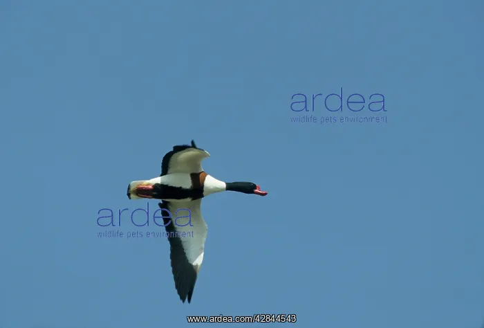 : Shelduck - In flight : Shelduck - In flight
