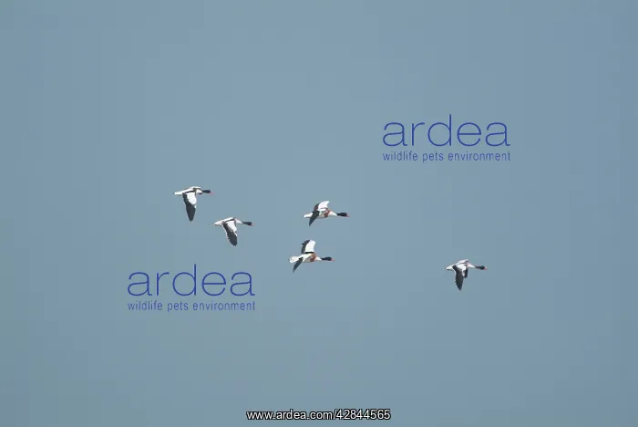 : Shelduck - In flight : Shelduck - In flight