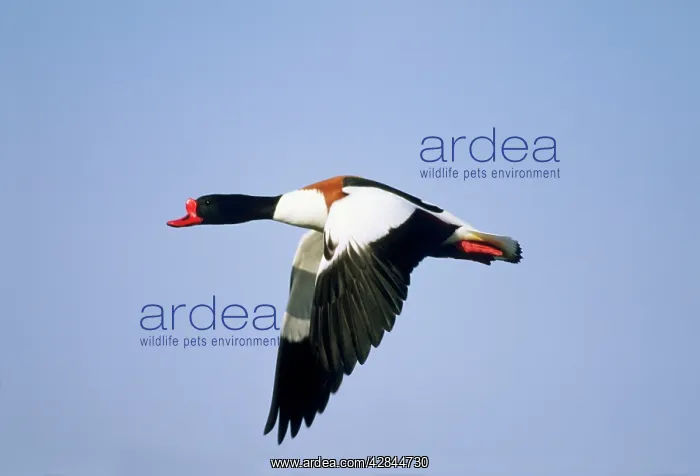 : Shelduck - in flight : Shelduck - in flight
