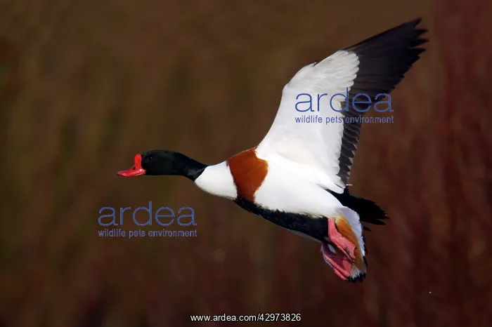 : Shelduck - In Flight : Shelduck - In Flight