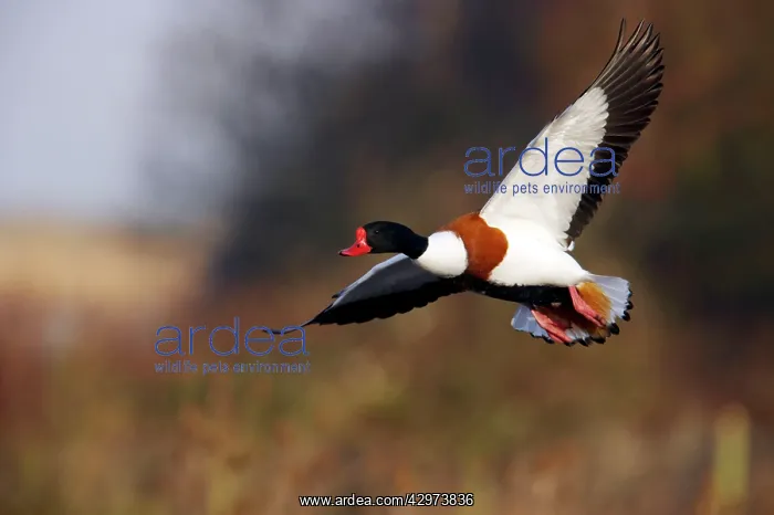 : Shelduck - In Flight : Shelduck - In Flight