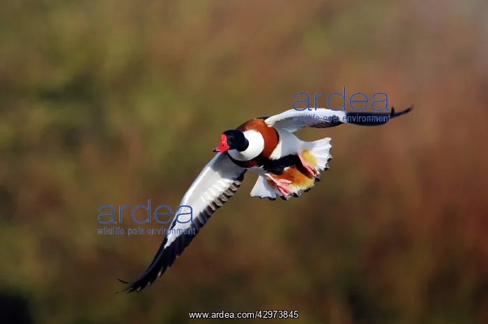 : Shelduck - In Flight : Shelduck - In Flight