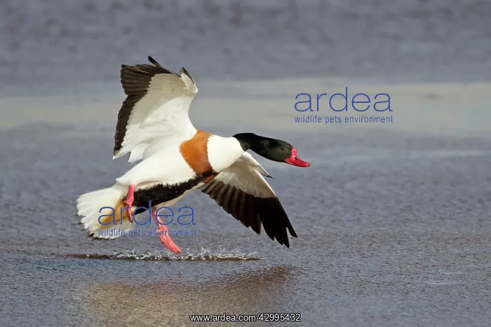 : Shelduck - in flight - coming in to land : Shelduck - in flight - coming in to land