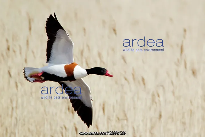 : Shelduck - in flight over reed bed : Shelduck - in flight over reed bed
