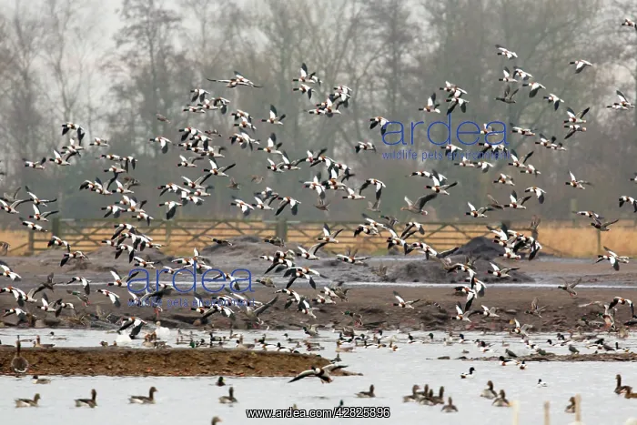 : Shelduck - flock in flight in winter : Shelduck - flock in flight in winter