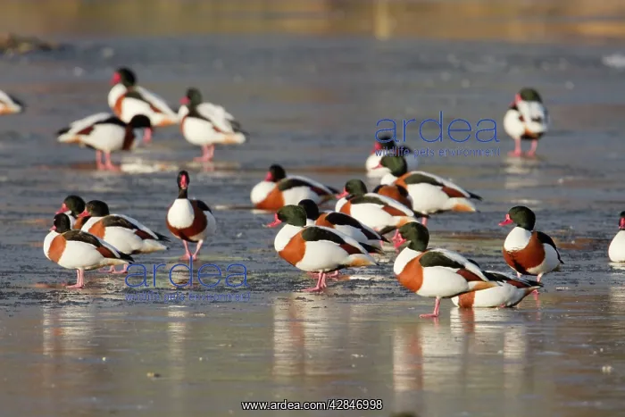 : Shelduck - on ice : Shelduck - on ice