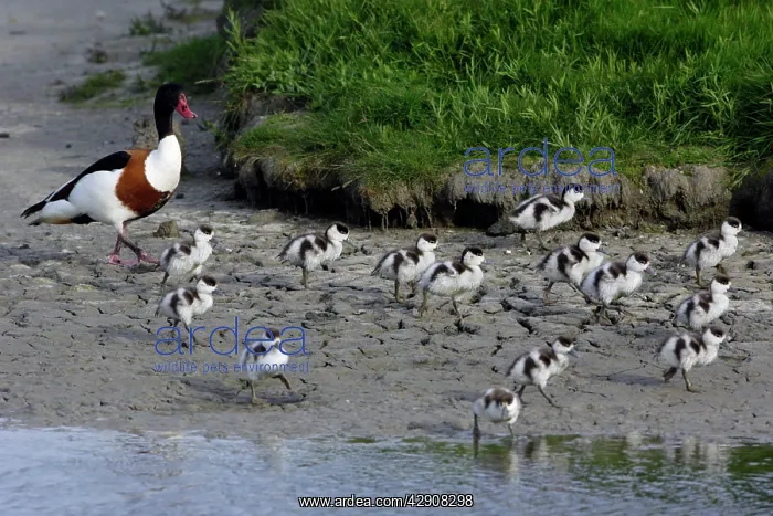 : Shelduck - Male adult with ducklings on seashore : Shelduck - Male adult with ducklings on seashore