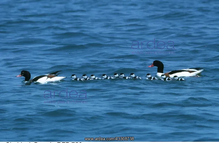 : SHELDUCK - male and female adults with ducklings : SHELDUCK - male and female adults with ducklings