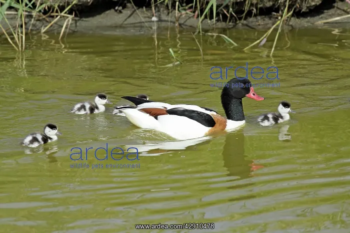 : Shelduck - male parent bird swimming in creek with ducklings : Shelduck - male parent bird swimming in creek with ducklings