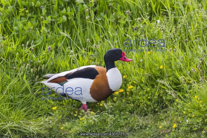 : Shelduck - male walking on meadow, Island of Texel : Shelduck - male walking on meadow, Island of Texel