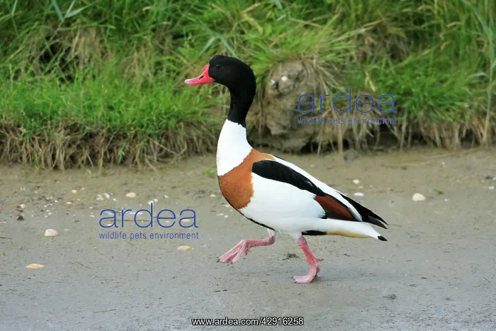 : Shelduck - male, walking along seashore : Shelduck - male, walking along seashore