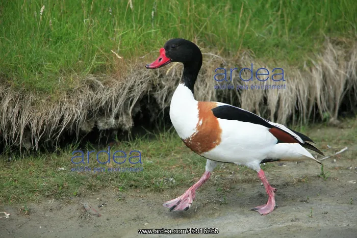 : Shelduck - male, walking along seashore : Shelduck - male, walking along seashore