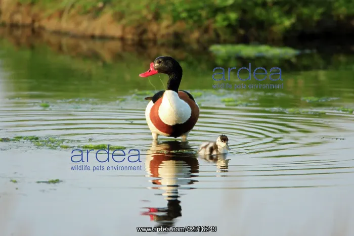 : Shelduck - parent bird with duckling : Shelduck - parent bird with duckling