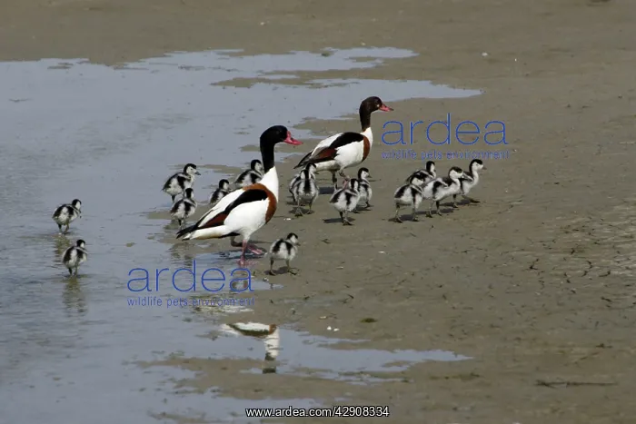 : Shelduck - Parent birds with ducklings on mudflats : Shelduck - Parent birds with ducklings on mudflats