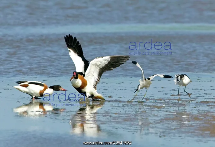 : Shelduck - Pied Avocet (Recurvirostra avosetta) : Shelduck - Pied Avocet (Recurvirostra avosetta)