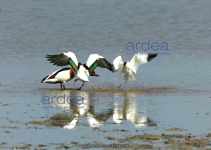 : Shelduck and Pied Avocet (Recurvirostra avosetta) : Shelduck and Pied Avocet (Recurvirostra avosetta)